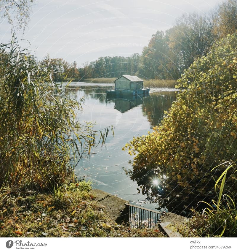 canteen Houseboat Calm Colour photo Mirror image Deserted Lakeside Plant Day Sunlight trees Contrast Aquatic plant Landscape Environment Sky Clouds Nature out