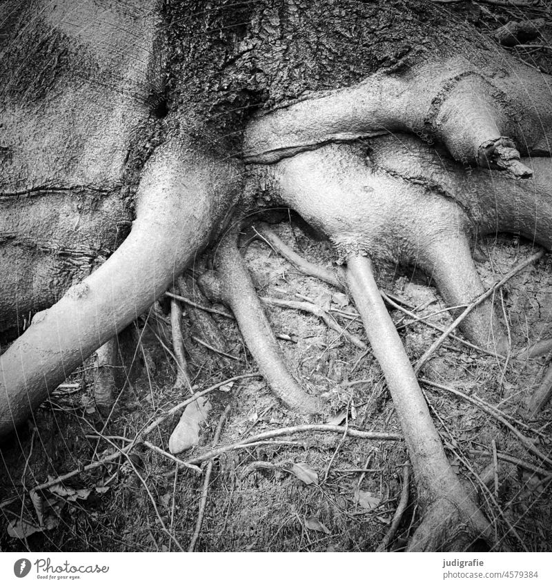 Rooted roots Tree Forest Woodground wax Tree trunk Root of a tree Nature Growth naturally Tree bark Structures and shapes Square Black & white photo