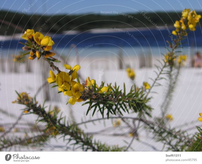 Lake McKenzie Australia Flower Vacation & Travel Beach Nature Sand