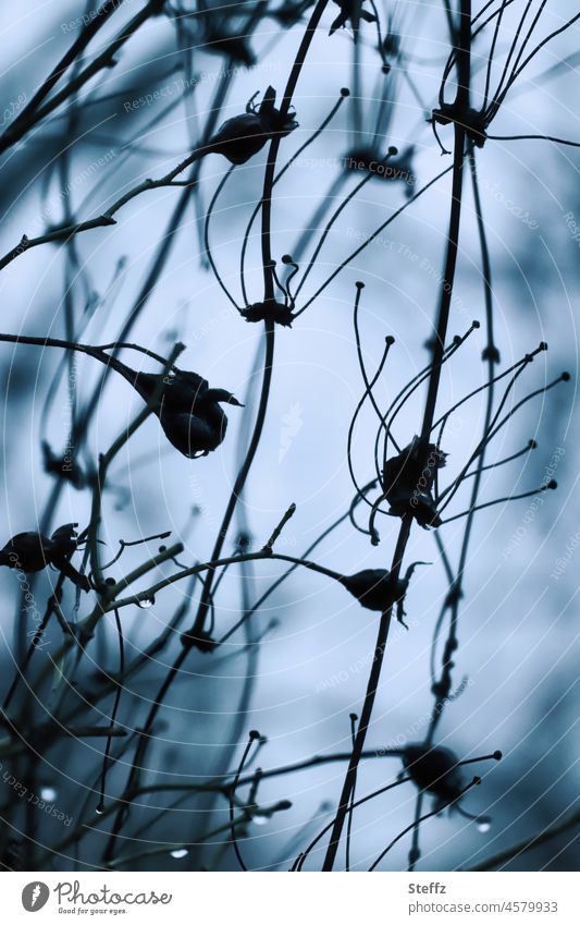 beauty in the eye of the beholder | faded shrub roses Shrub Roses Faded Limp aging undergrowth Derelict Withered Gloomy Abstract Old Bizarre Dry transient sad