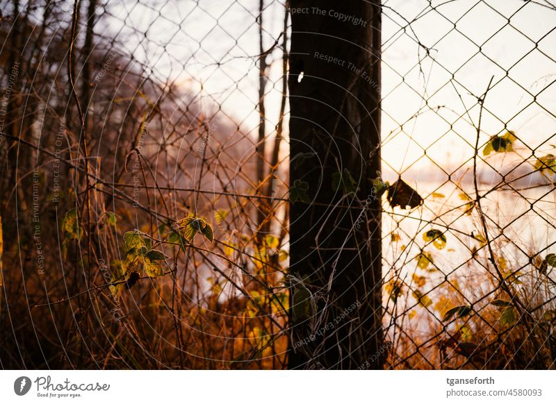 Frosty morning Fence Wire netting fence Sunrise Dawn Sunlight Hoar frost Cold Winter Morning Colour photo Ice Exterior shot Deserted Frozen Environment Close-up