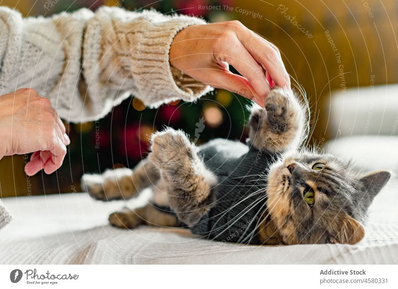 Crop person caressing cute cat lying on bed kitty kitten domestic pet soft knitted tabby play blanket adorable feline fluff cozy relax little animal fur comfort