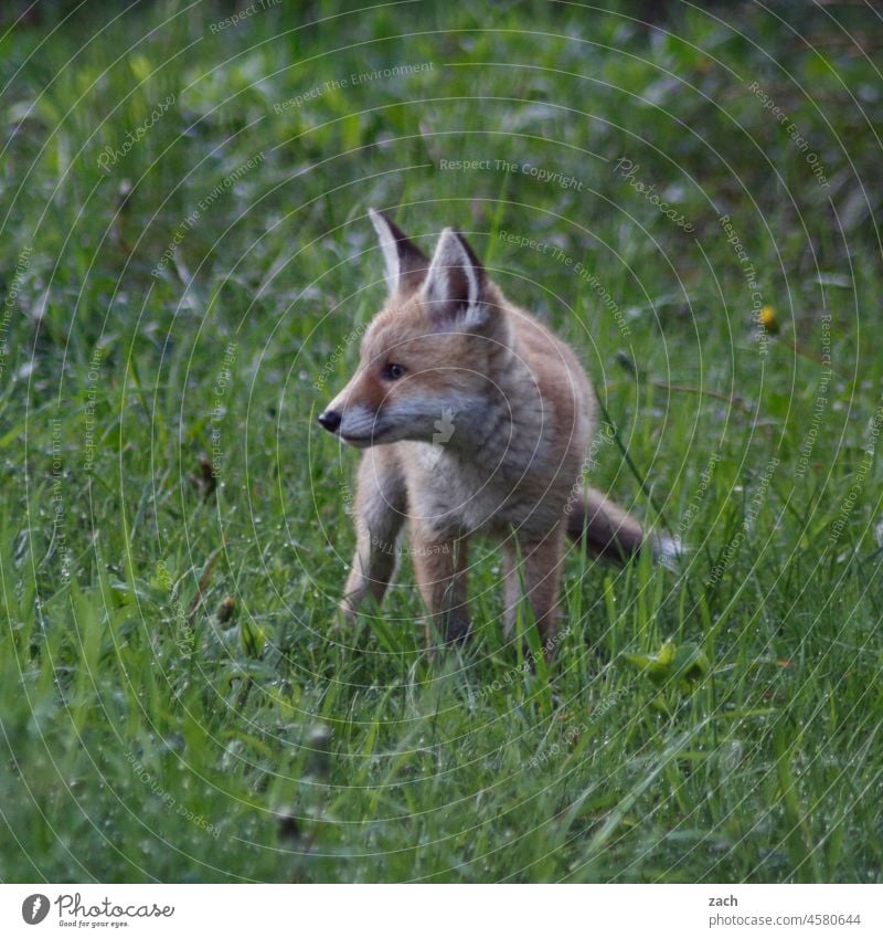 Animal lover | Loner young animal Baby animal Small Cute Brown Fox vixen Fähe Wild Garden Park youthful Puppies Puppy Carnivore predator Animal portrait Pelt