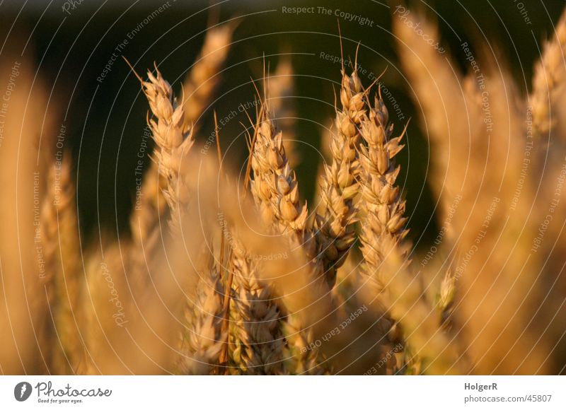 cornfield Agriculture Wheat Cornfield Summer Grain Evening