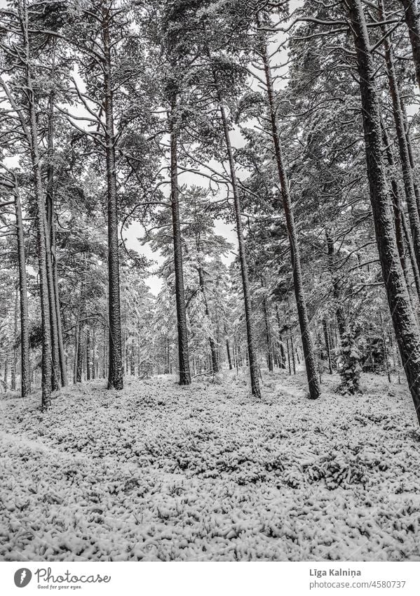 Winter in forest Winter mood winter Snow Winter's day Forest Snowfall onset of winter Landscape Snowscape Winter forest Nature White Cold trees winter landscape