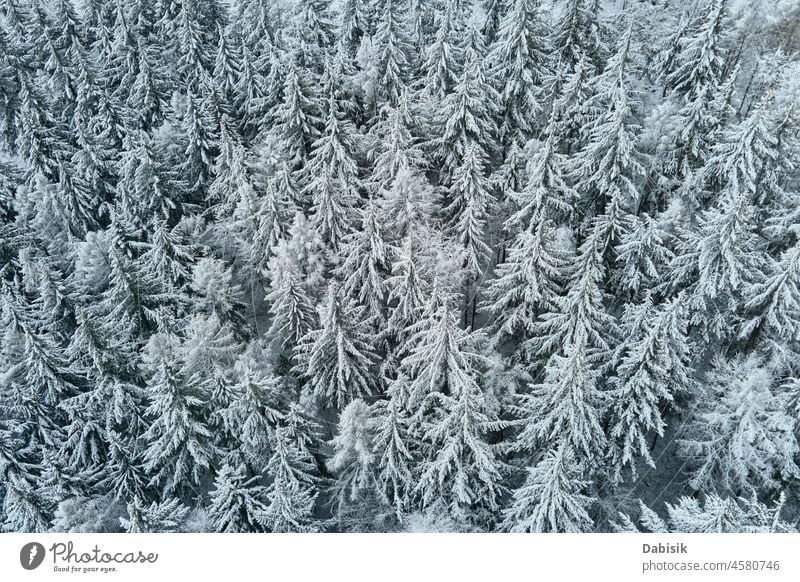 Aerial view of forest covered wirt snow winter aerial mountain tree nature background landscape flight woodland drone snowy poland europe cold country