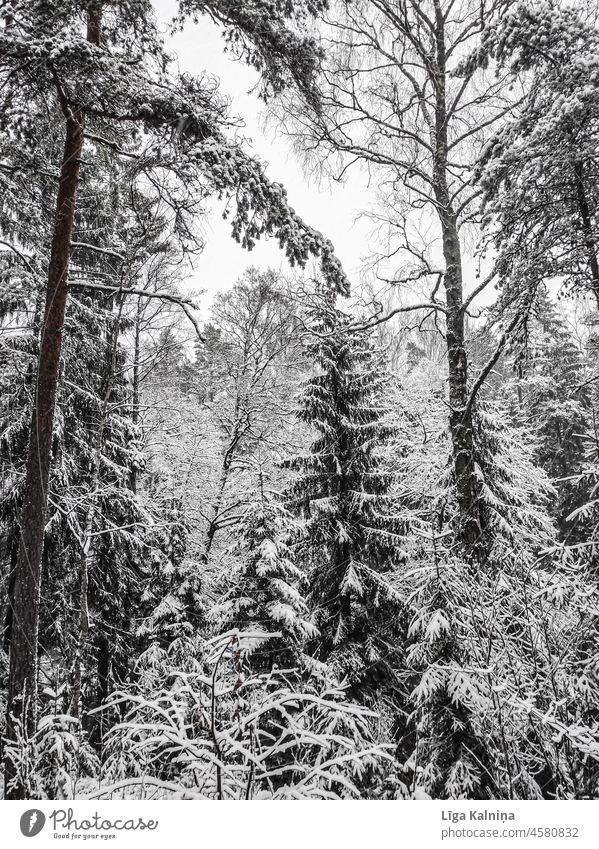 Winter landscape of trees Winter mood winter Snow Winter's day Cold White Nature Winter forest Snowfall Landscape Snowscape Tree Weather Frost Snow layer