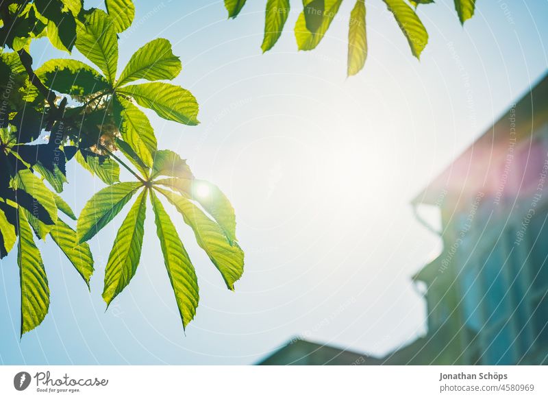 Leaves of chestnut tree backlit against sky leaves Chestnut Tree Plant Back-light Sky Sun House (Residential Structure) Town Outskirts urban Green City