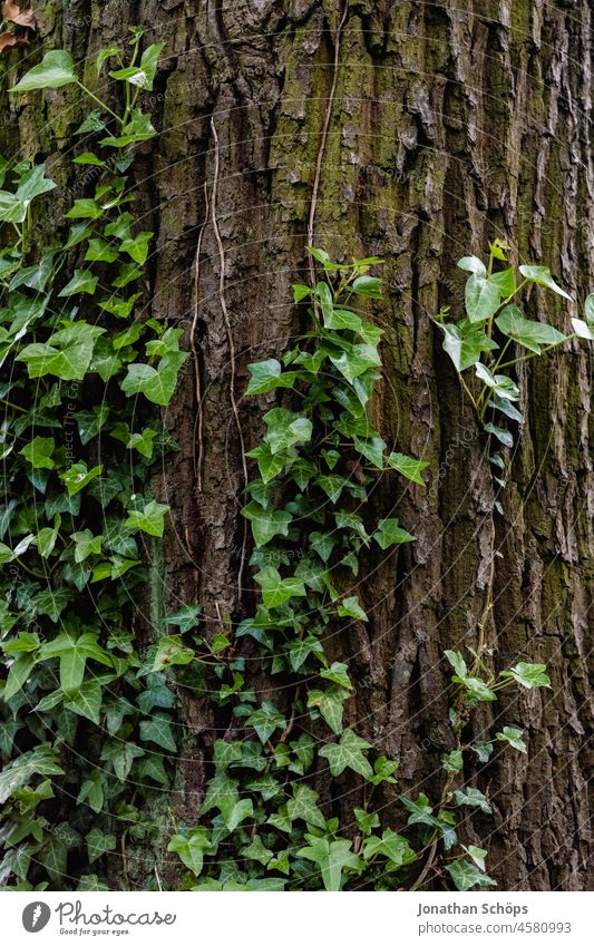 Tree trunk overgrown with ivy in the forest Ivy Overgrown Forest Green Symbiosis ivy leaves ivy vine Tree bark green life forest bath Forest walk Relaxation