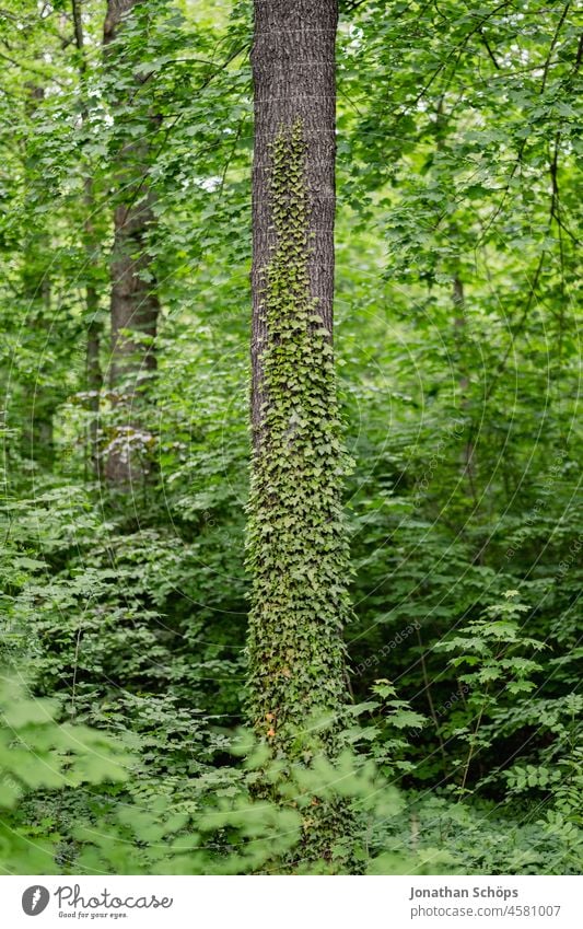 Tree trunk overgrown with ivy in forest full of greenery Ivy Overgrown Forest Green Symbiosis ivy leaves ivy vine Tree bark green life forest bath Forest walk