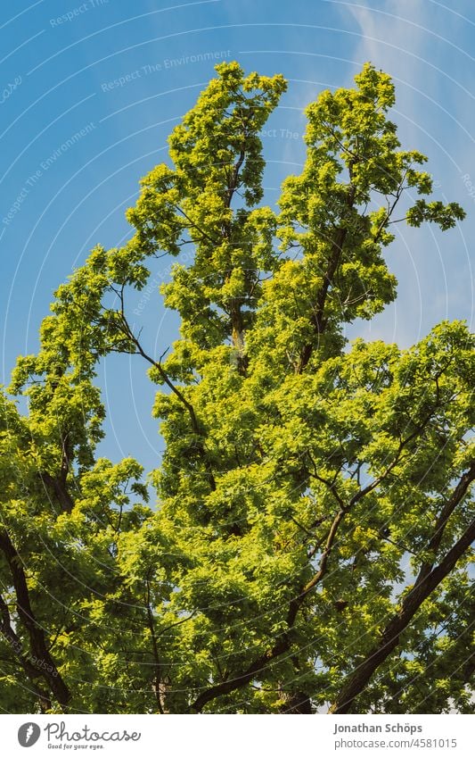 green tree in front of blue sky Tree Sky Blue Green Brilliant Summer pretty sunny Worm's-eye view Nature Exterior shot Plant Sunlight Colour photo Spring