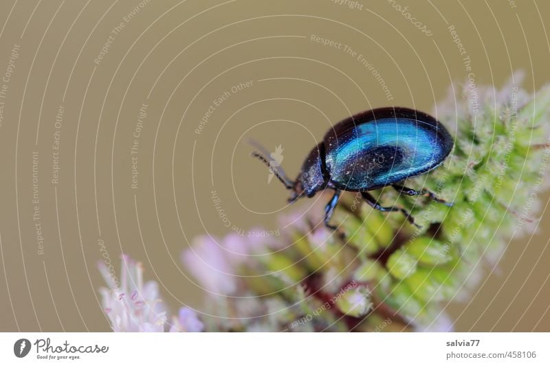 iridescent beetle 1 Fragrance Plant Flower Blossom Wild plant Animal Wild animal Beetle Colour Nature Environment Dazzling mint blossom leaf beetle Glittering