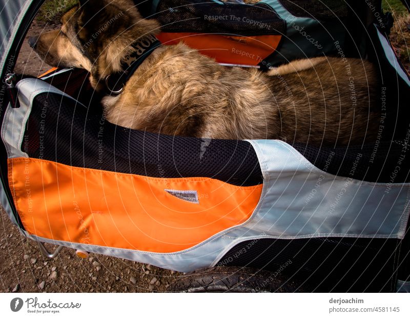 Tierliebe - Ein alter Hund der nicht mehr lange laufen kann, wird im Anhänger  spazieren gefahren. Haustier haustier Fell hund niedlich portrait Lebewesen