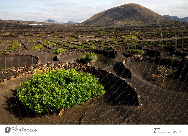 grapes wall crops cultivation Vacation & Travel Tourism Trip Waves Mountain Work and employment Nature Landscape Plant Sand Sky Wind Hill Rock Terrace Street