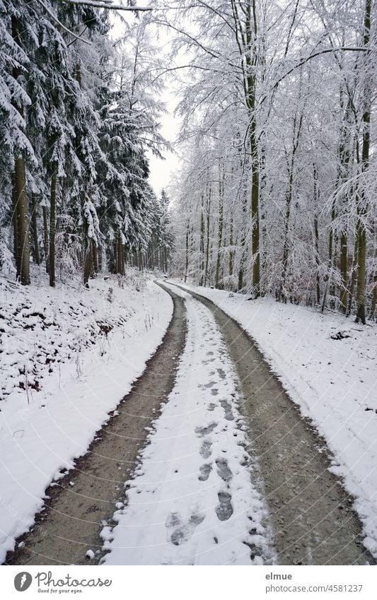 Footprints and vehicle tracks on a road in the middle of the snowy forest / winter / slush Forest Winter forest Snow Tracks footprints Vehicle track Snow mud