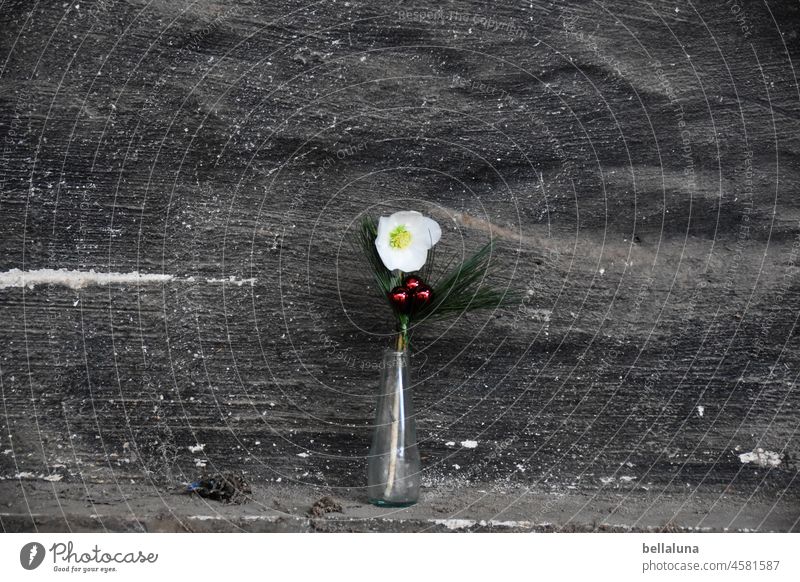 Christmas rose in the Lost Place Blossom Flower Plant Nature Colour photo Deserted Blossoming Day Wall & Wall lost places filth Dirty frowzy dirt Dust Vase