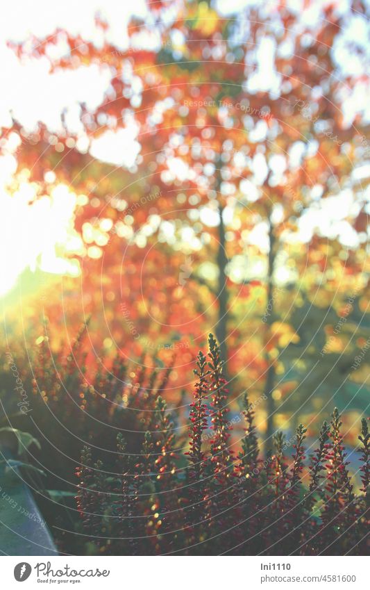 View out of the window at heather in the flower box and amber tree in autumn colours Season Autumn autumn mood Warmth beautiful weather sunshine windowsill