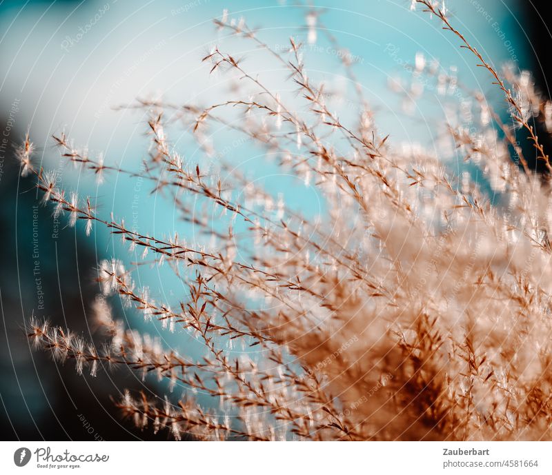 Panicles of bush grass backlit against light blue background Grass Ornamental grass Bush Grass panic Back-light Winter luminescent Delicate Stalk Plant Brown