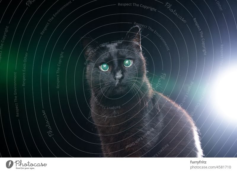 blind black cat portrait with reflecting eye retina on black background old senior lens flare backlight back lit green eyes looking at camera animal eye