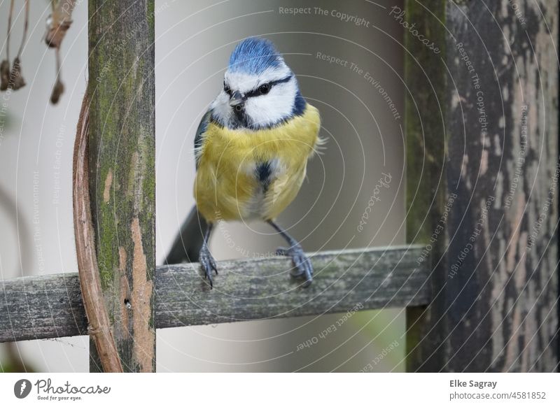 Curious blue tit on wooden ledge Bird Photography Tit mouse Animal Animal portrait Deserted Environment Nature Colour photo Shallow depth of field Yellow