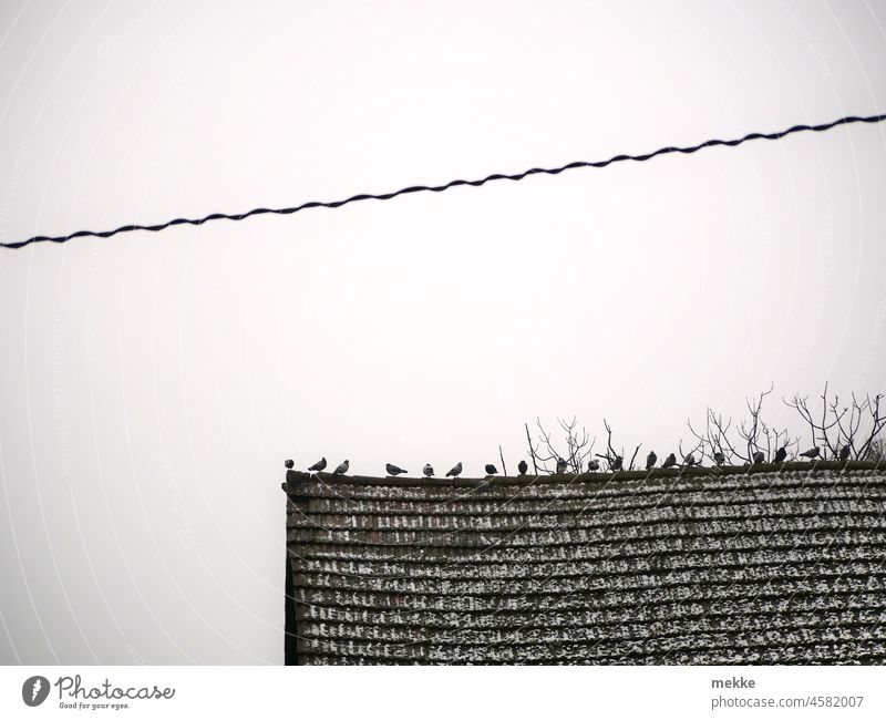 The roof ridge is more attractive than the power line pigeons Pigeon Roof House (Residential Structure) power cable Bird Electricity birds Dovecote Flying Sky