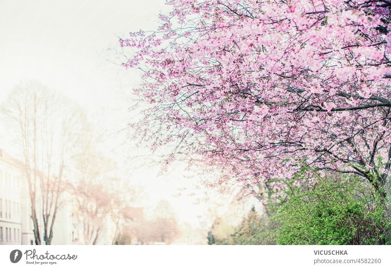 Springtime background with pink cherry blossom in natural light and city background. Outdoor outdoor springtime blooming cherry tree front view beautiful