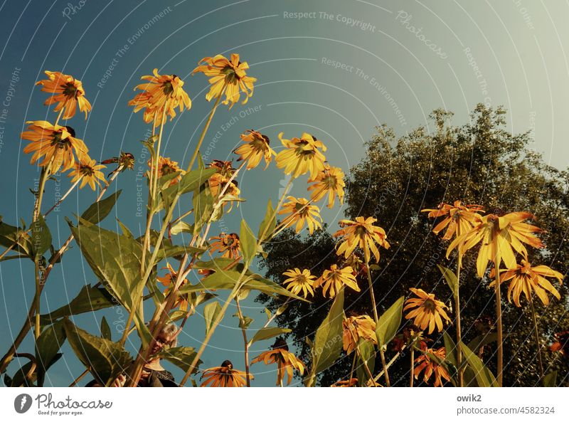 Expandable flowers Detail Blossoming Many Spring Colour photo pretty Garden Exterior shot liveliness Ease Fresh Nature Spring fever Deserted Wild Meadow