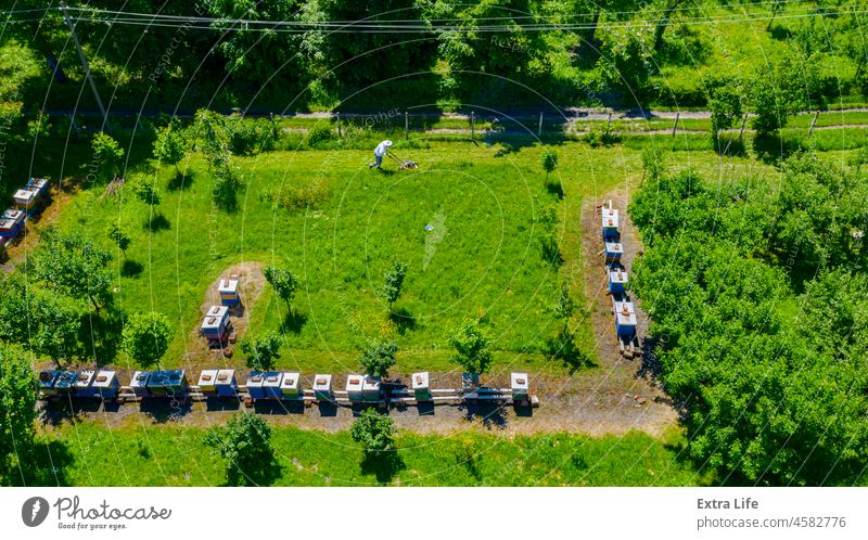 Aerial view of beekeeper as he mowing a lawn in his apiary with a petrol lawn mower Above Agriculture Apiarist Apiary Apiculture Beehive Beekeeper Beekeeping