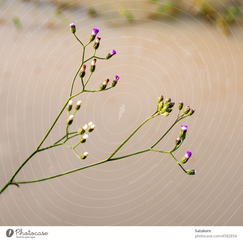 Little Ironweed flower in the morning light nature little ironweed herb green less outdoor natural beautiful wild beauty closeup white fresh health fleabane