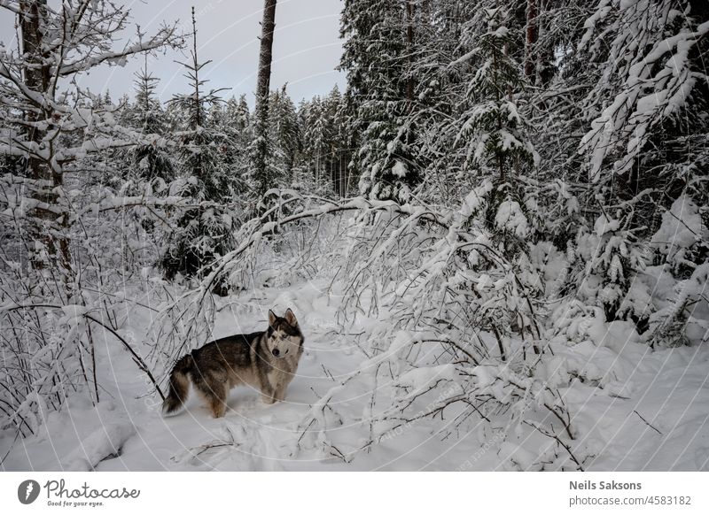 deep dense snow covered Latvian forest and husky dog animal background beautiful beauty blue branch breed canine cold coming cute day education fluffy frost