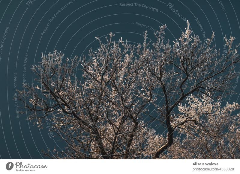 frozen branches covered with snow tree Branches cold nature tree in the sky blue sky winter coldness frost sunlight sunlight in branches sunlight in snow