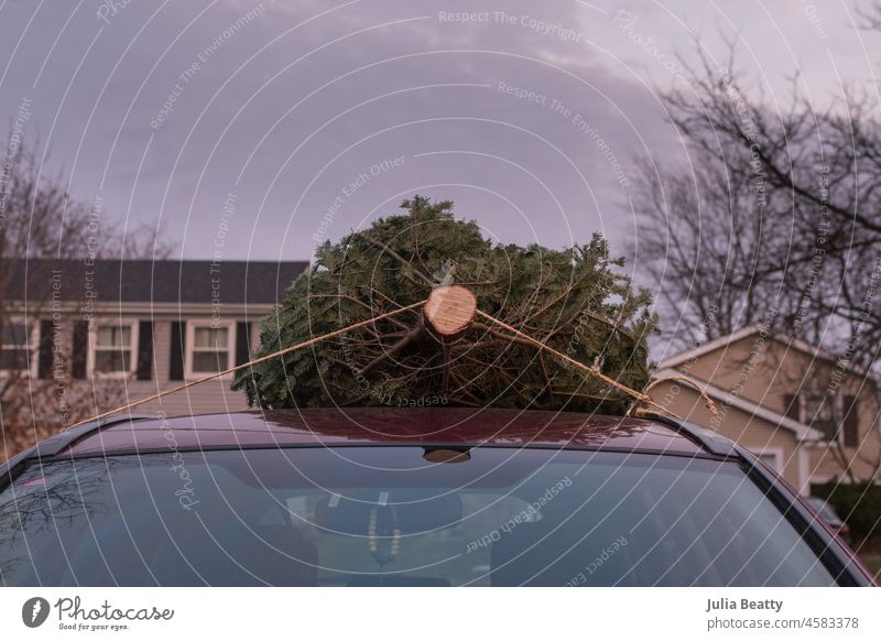 Christmas tree tied down to a roof of a red car; background shows a suburban neighborhood christmas tree live tree real tree celebrate tradition secured drive