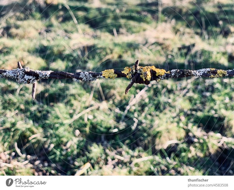 Barbed wire overgrown with moss in front of a meadow barbed wire moss meadow border fence pasture Moss Willow tree Border Meadow Fence