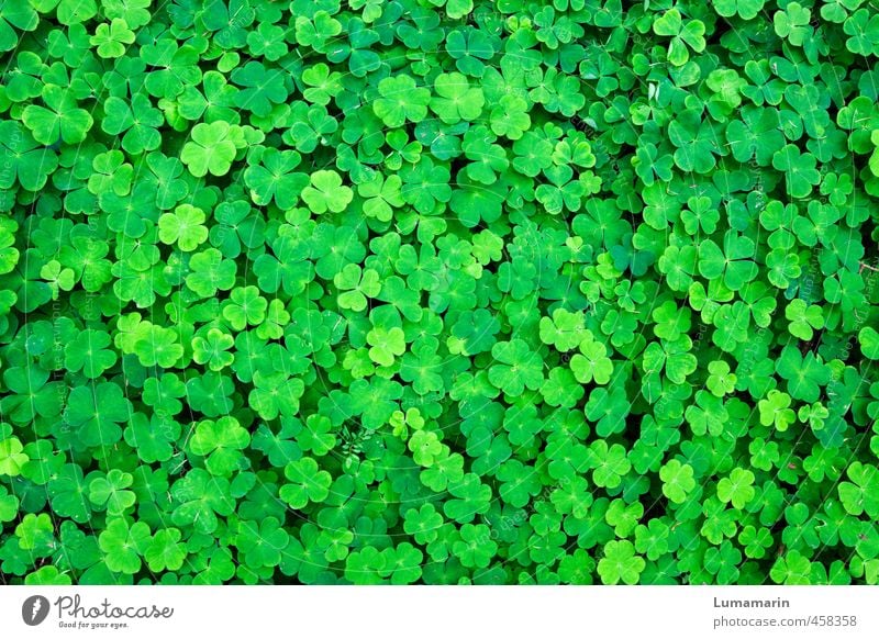 Good luck. Environment Plant Foliage plant Clover Cloverleaf Four-leafed clover Growth Friendliness Happiness Fresh Beautiful Small Many Green Emotions Happy