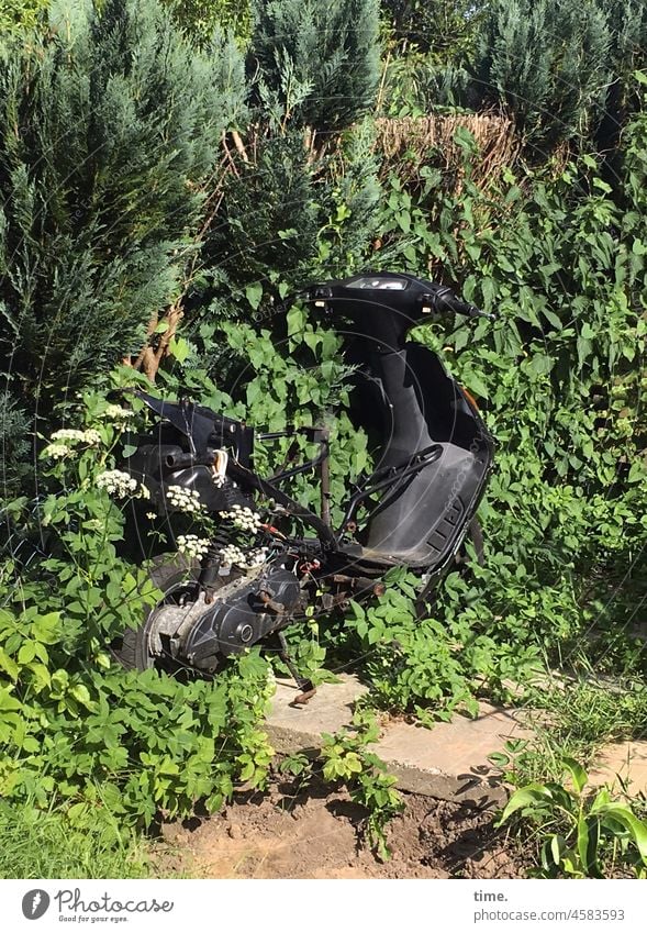 ¡Trash! | rolled out scooter Scooters Vehicle two-wheeler Broken Garden sunny overgrown Washed concrete slab gutted plants thuja