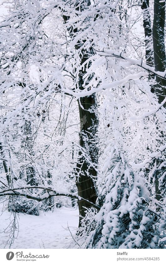 winter forest Winter forest Winter dream Enchanted forest snow-covered Snow Home country Fabulous Child's dream Fairy tale Childhood memory winter cold haiku