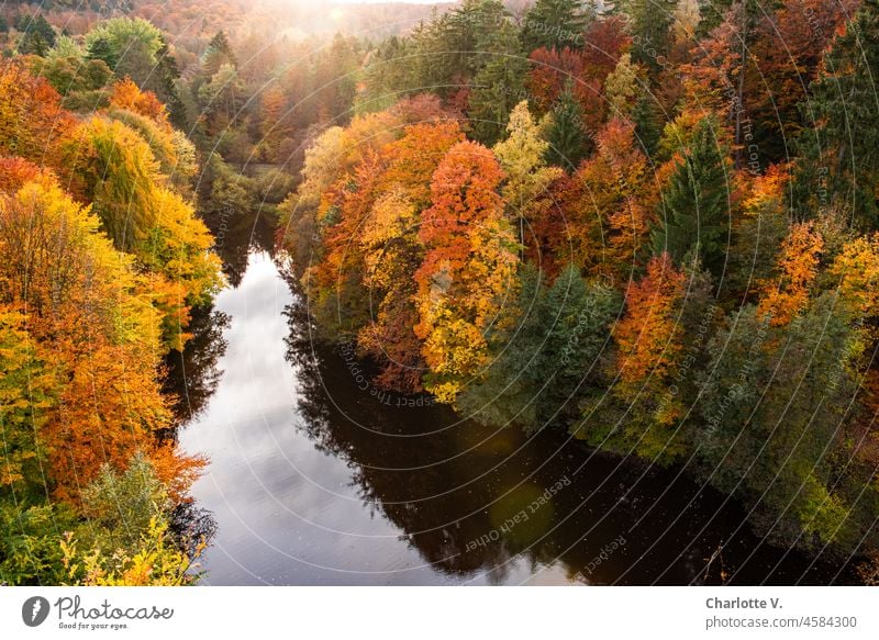 Delicate high fog |Dark water. Trees. |Autumn color explosion! Forest deciduous trees Autumnal autumn light Autumnal colours Nature Autumn leaves autumn mood