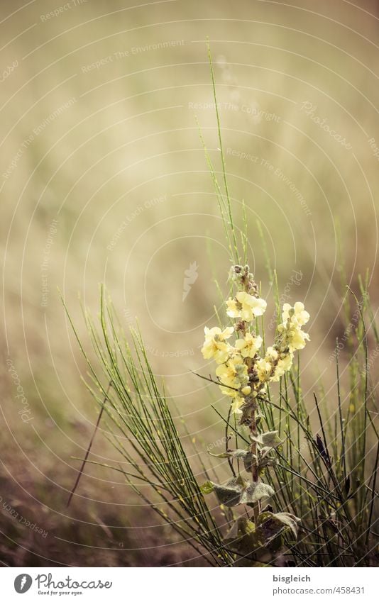 meadow flower Environment Nature Plant Spring Summer Flower Grass Meadow Blossoming Beautiful Small Yellow Green Spring fever Colour photo Exterior shot