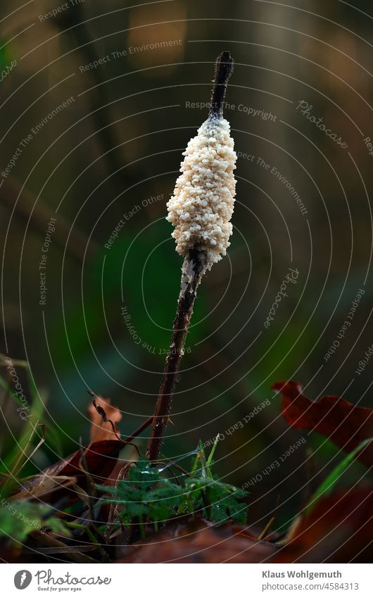 Winter solstice and because this is a magical day here is some white witch butter on a blackberry stem. Don't push, there's enough for everyone. Autumn Plant