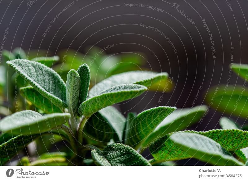 Fresh sage shoots Sage Spices and herbs Herbs and spices Nutrition Healthy Food Colour photo Green Close-up Plant Nature Exterior shot Agricultural crop Leaf