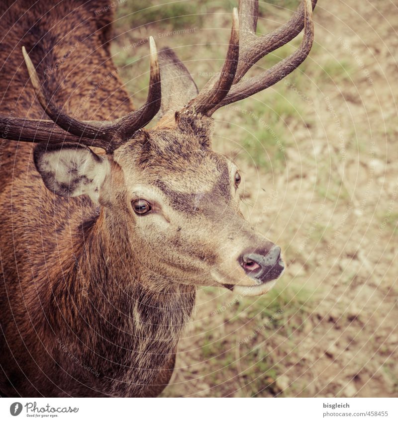 small stag Meat Vension Wild animal Animal face Deer Antlers Eyes Ear 1 Looking Stand Brown Green Attentive Curiosity Colour photo Exterior shot Deserted Day