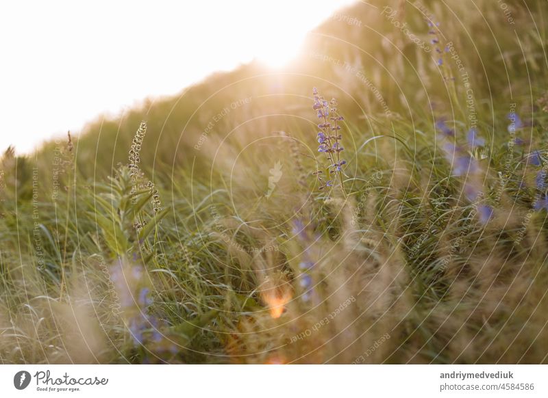 Selective soft focus of dry grass, violet blue vibrant wildflowers, stalks blowing in the wind at golden sunset light, blurred hills on background, copy space. Nature, summer, grass concept