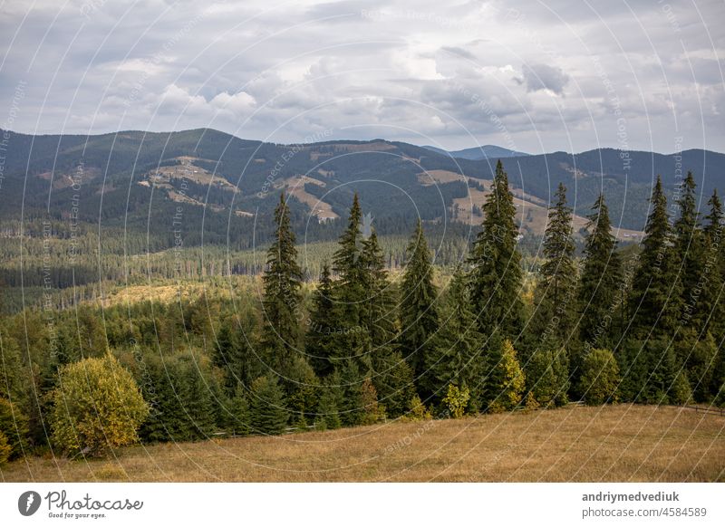 Magnificent view the coniferous forest on the mighty Carpathians Mountains and beautiful cloudy sky background. Beauty of wild virgin Ukrainian nature, Europe. Popular tourist attraction.