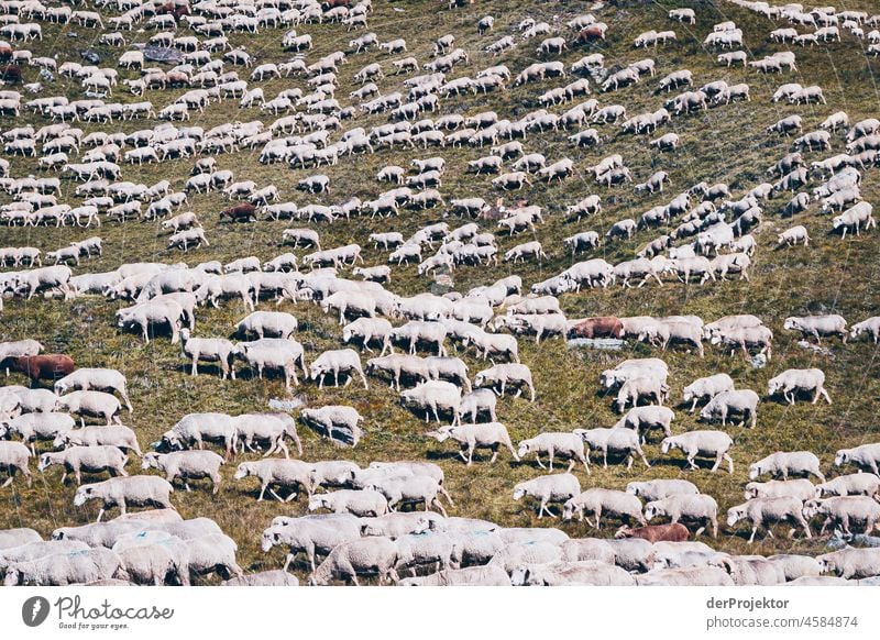 Hike Vanoise National Park: Sheep, sheep, sleep Central perspective Deep depth of field Contrast Shadow Light Day Deserted Exterior shot Multicoloured