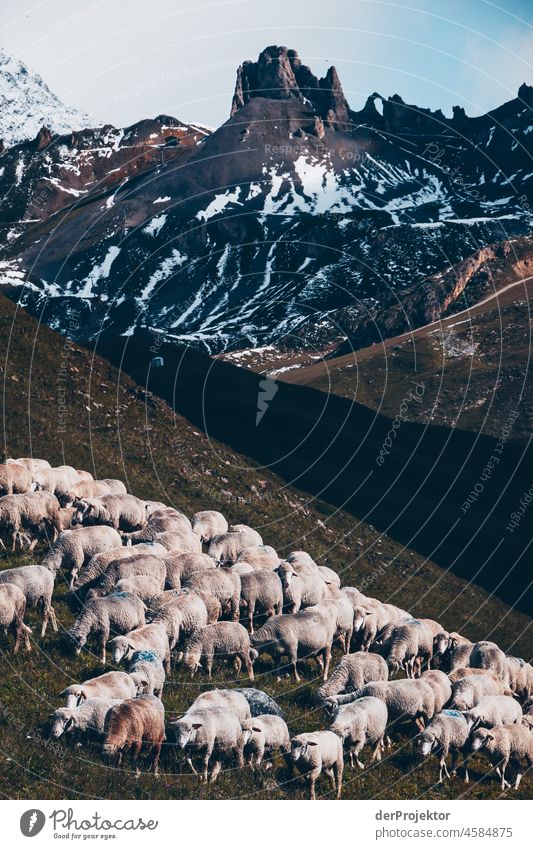 Hike Vanoise National Park: View of mountain in fog with sheep in foreground I Central perspective Deep depth of field Contrast Shadow Light Day Deserted