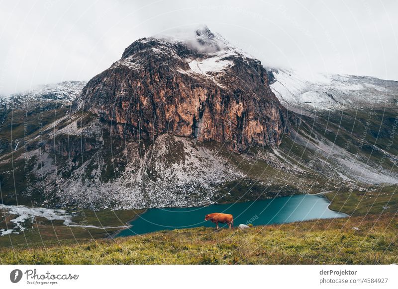 Hike Vanoise National Park: View of mountain in fog with cow in foreground Central perspective Deep depth of field Contrast Shadow Light Day Deserted