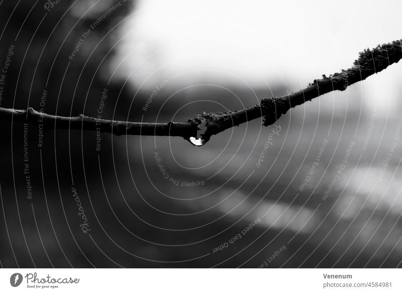 Water drops on a young tree in the forest, very shallow depth of field, nice soft bokeh, black and white youthful Tree trees Forest forests Spring sunshine Leaf