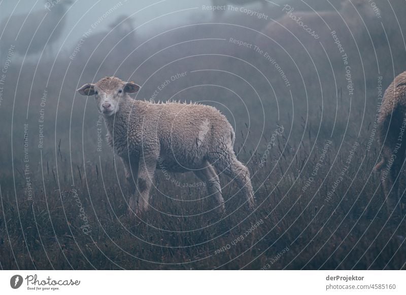 Hike Vanoise National Park: Lamb in the mist Central perspective Deep depth of field Contrast Shadow Light Day Deserted Exterior shot Multicoloured Colour photo