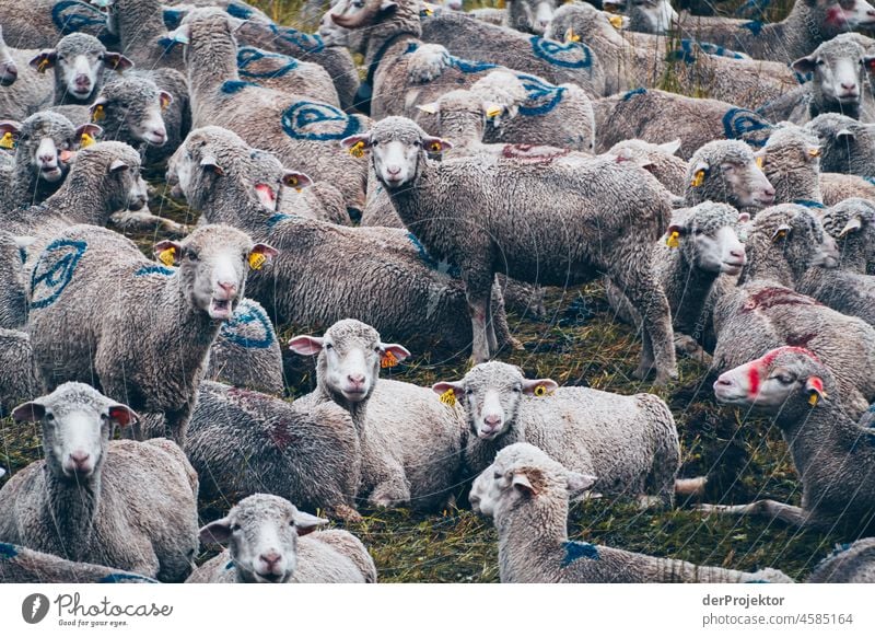 Hike Vanoise National Park: Sheep look at photographers Central perspective Deep depth of field Contrast Shadow Light Day Deserted Exterior shot Multicoloured