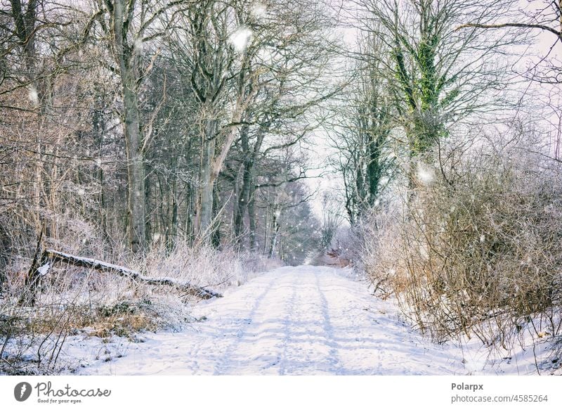 Snow on a forest trail in the wintertime magic sunshine branch beautiful footpath tranquil mystery fog hoarfrost december park foggy travel walk countryside